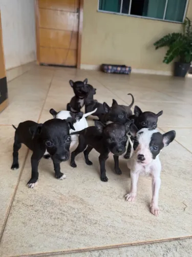 Cachorrinhos para doação 