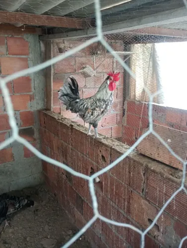 Galo com crista de estrela 
