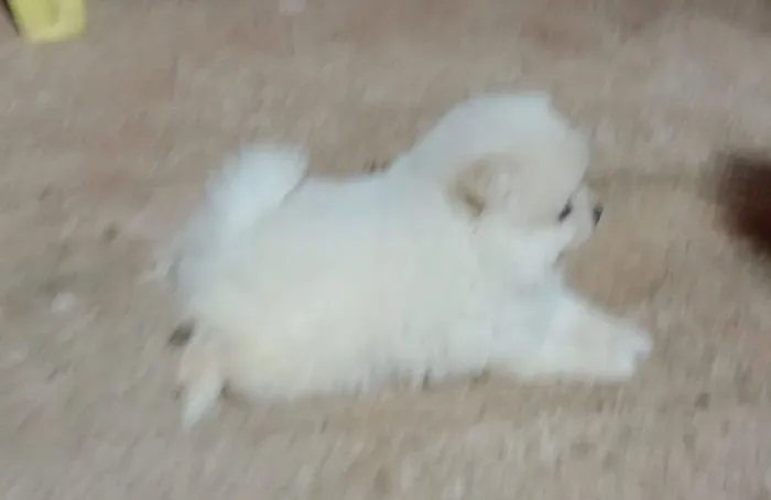 Spitz alemão 