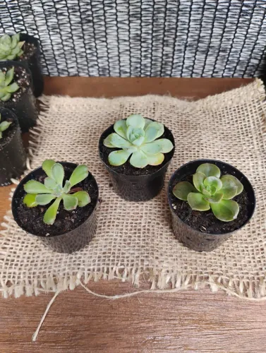 Suculentas mais de 30 variedades 