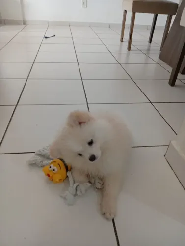 Lindo Spitz alemão- Lulu da Pomerania