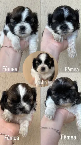 Venda de Pet