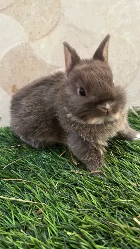 Mini Netherland Dwarf