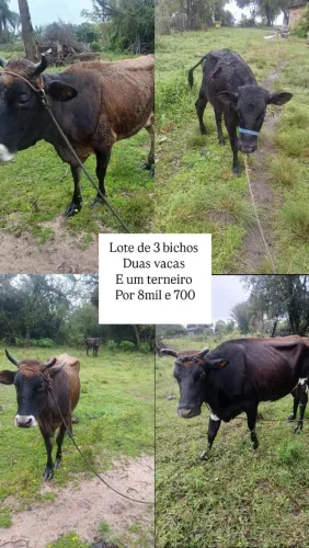 Vender vaca