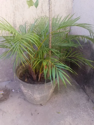 JARRO de PLANTA 