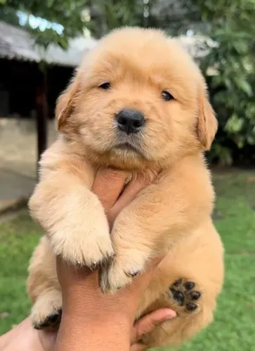 Doação responsável de golden