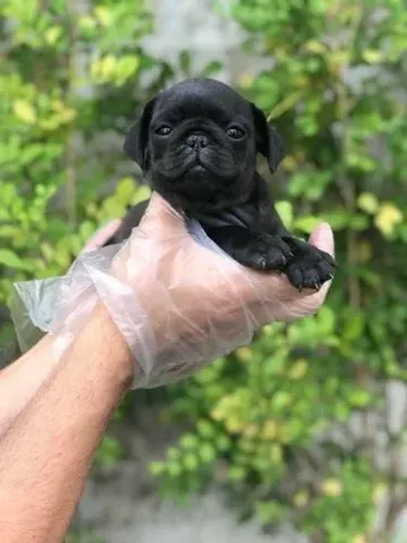 Pug- Filhotinha com 63 dias disponível em loja, cor black- Daniela