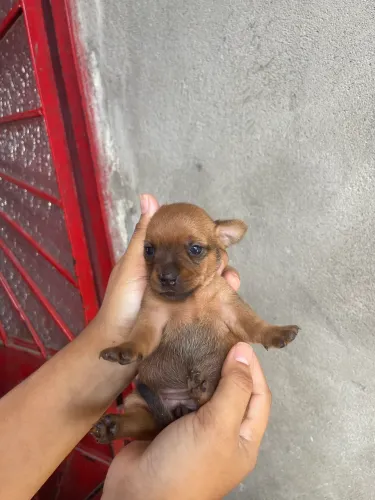 Pincher 0/1 850 reais pra sair hoje