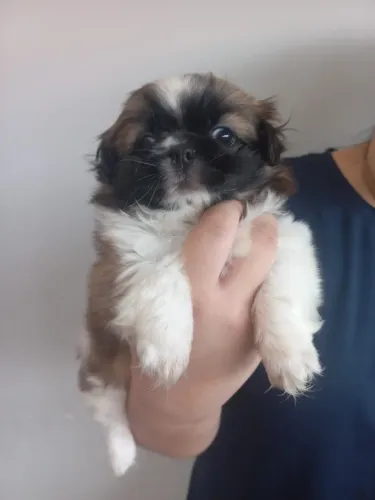 Shih Tzu