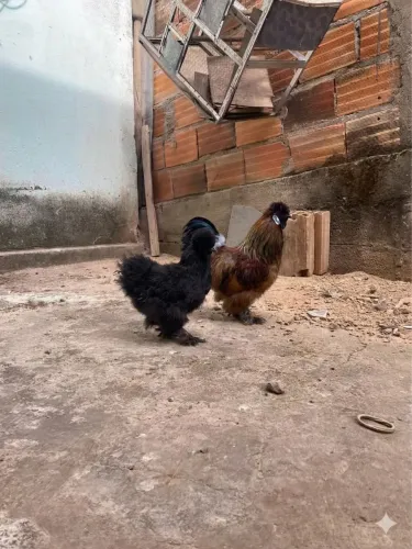 Casal sedosas (Silkie)
