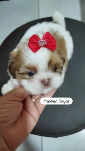 Shihtzu Fêmea Perfeita, Delicada! Linhagem Fígado 