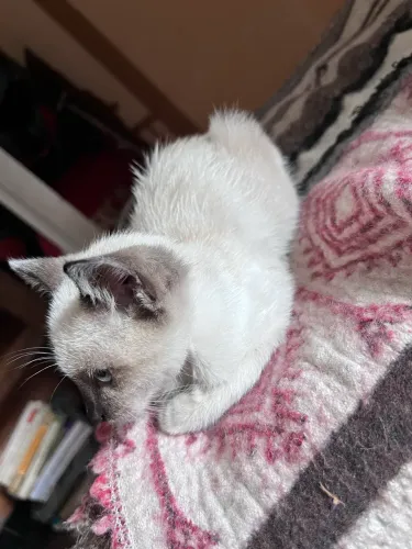 Doação de gatinho 