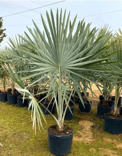 Palmeira Azul