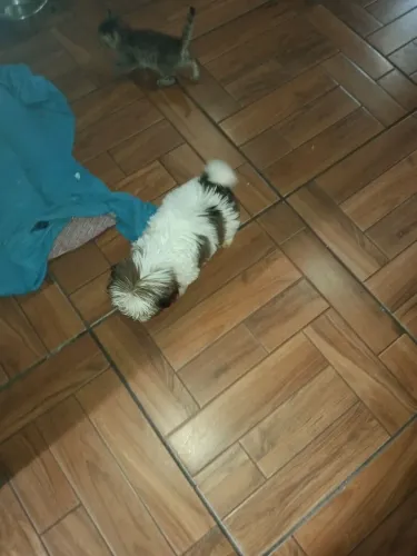 Shitzu lindos filhotinhos 