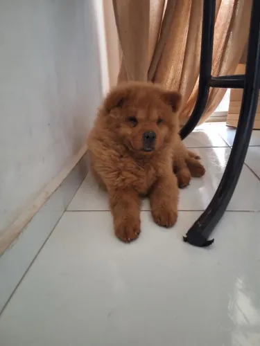 Cachorro Chow Chow - Fêmea - preço negociável