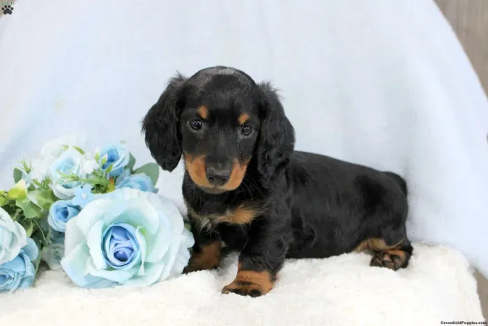Dachshund pelo longo | Filhotes selecionados com muito carinho