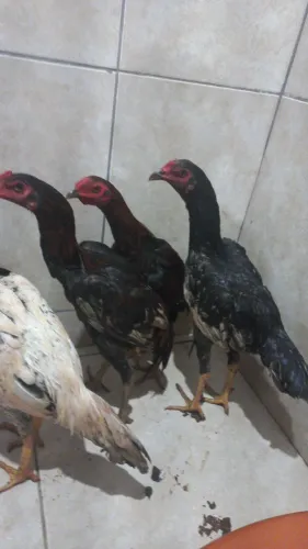 Vendo frangos indio