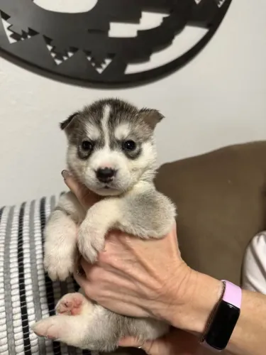 Filhotes de Husky Siberiano | Um amigo para sempre.