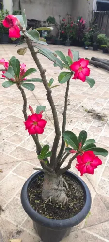 Rosa do Deserto