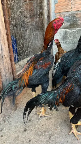 Frango índio bico curto porte grande?