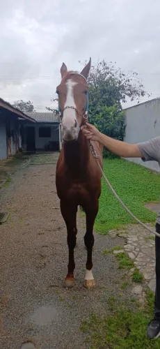 Cavalo