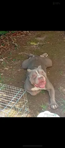 Vendo Pit Monster