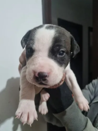Doação Filhote Pitbull