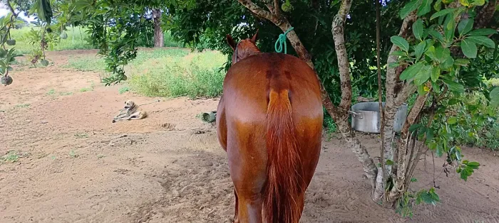 Garanhão pra cobertura de jumentas
