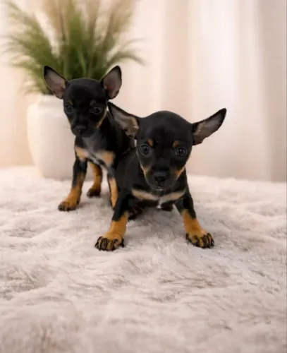 Pinscher vermifugado com 62 dias