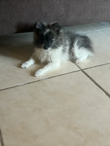 VENDO LULU DA POMERÂNIA - MACHO