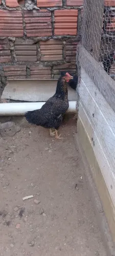 Galinha Caipira 