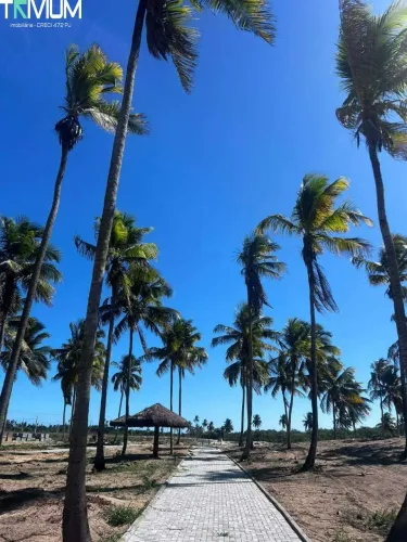 VILLAREDO ARUANA [7995]