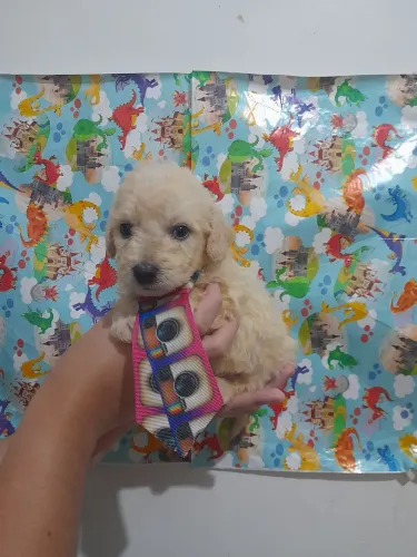 Charmoso poodle macho