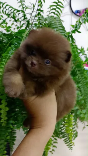 Spitz alemão/ Lulu da pomerania