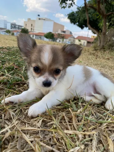 Linda chihuahua fêmea filhote