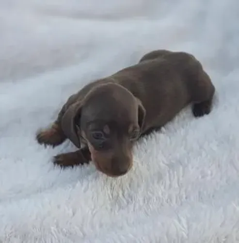 Dachshund,Dachshund Filhote Disponível Alta Qualidade