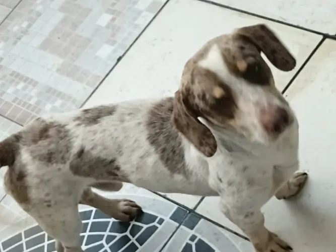 Doação Basset