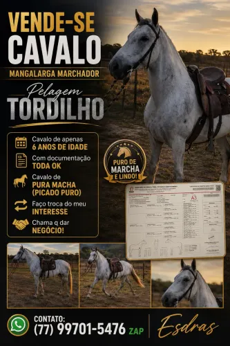Cavalo mangalarga marchador