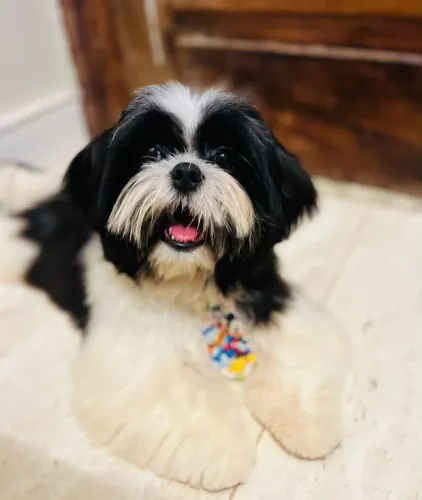 Shih tzu