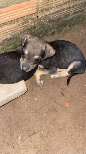 Cachorros para doação 