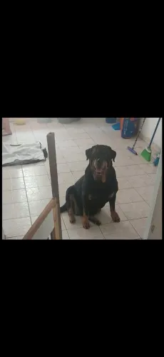 Preciso de um abrigo para um cão