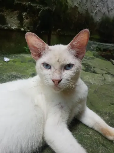 Gato Macho para Adoção 