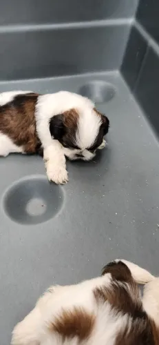 Vendo filhotes de shih _ tzu 