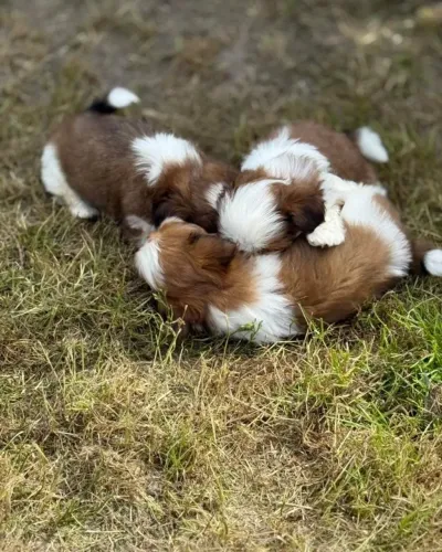 Shih tzu pequeno porte