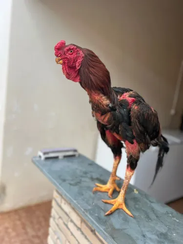 Bico curto boiadeiro 