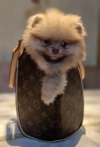 Spitz alemão-Animais de pequeno porte para companhia