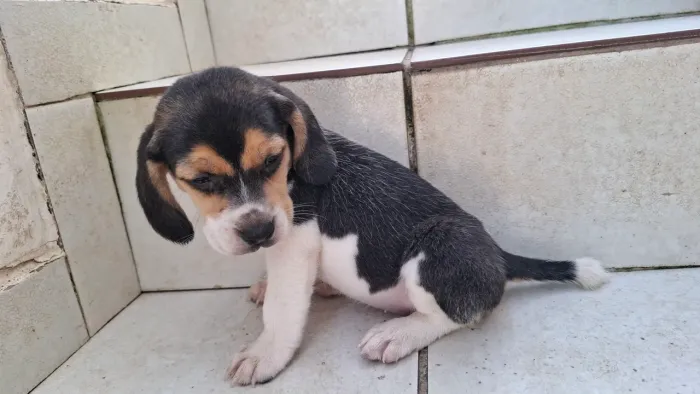 Beagle filhote