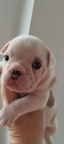Bulldog Inglês | Uma fofura ¿