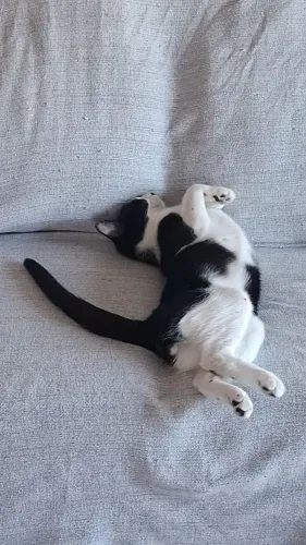 Gatinho para doação 
