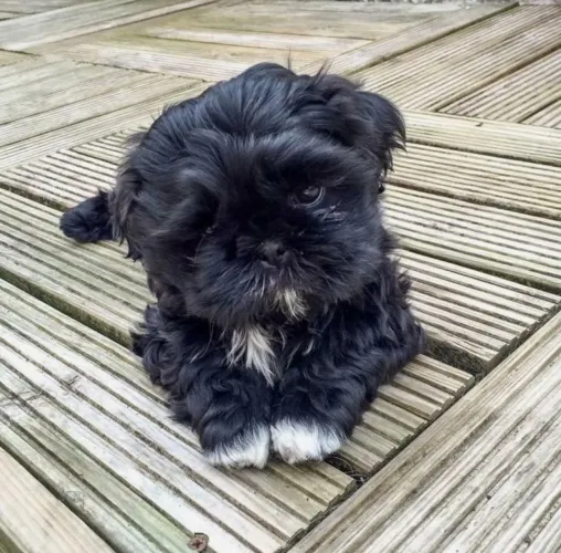 Shitzu maravilhosa femea pretinha